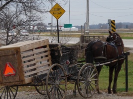 Amish Horse Waiting