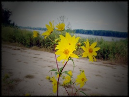 Flowers Along The Mississippi River