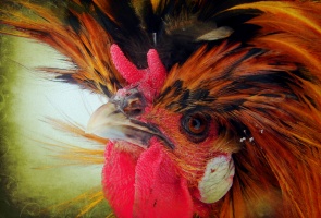 Polish Rooster on Green