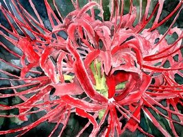 spider lily flower art print