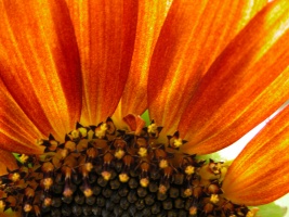 Orange Sunflower From Behind