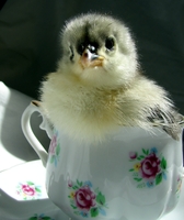 Blue Cochin Chick in Teacup