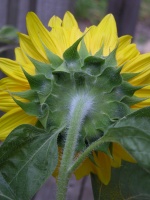 Fuzzy Sunflower