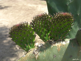 Fresh Cactus Pads