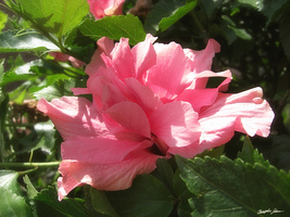 Glowing Pink Hibiscus