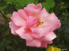 Pink Rose by the  Cathedral 2