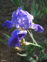 Today's Art Print: Blue Iris at Poli 1'