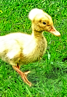 Crested Duckling