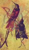 Hummingbird Vintage