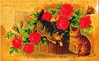Kitties and Roses