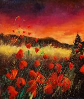 Poppies at sunset 56