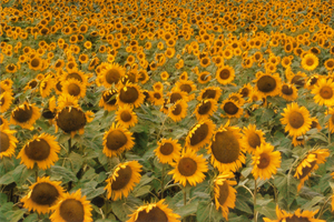 Sunflower Serenade