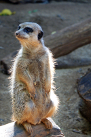 Meerkat Lookout
