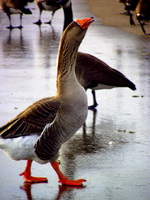 Barn Goose
