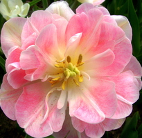 Pink/White Bloom