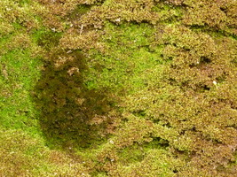 Mossy Texture