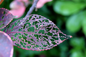 Lacey Leaf