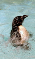 Penguin swimmng