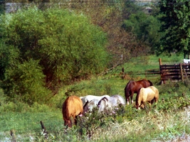 Horse Pasture 2