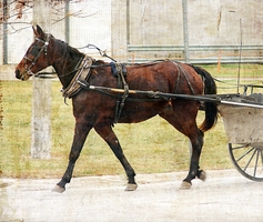 Amish Equine
