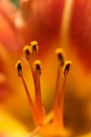 Macro Tiger Lily