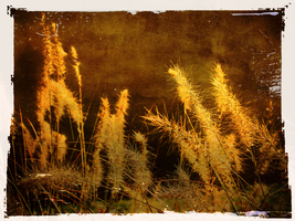 Autumn Grasses