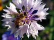 Title: Bee and Blue Flower
