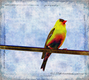 Title: Goldfinch