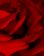 Title: Red Red Rose