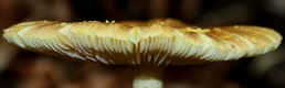 Title: Mushroom Top