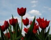 Title: Tulips toward the sky