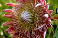 Title: Pink Protea