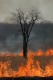 Title: Tree in Fire