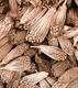 Title: Dried Herbs Sepia