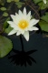Title: Water Lily 2