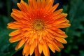 Title: Orange Flower