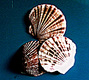 Title: three shells