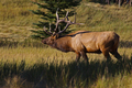 Title: Bull Elk