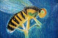 Title: Wasp
