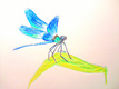 Title: dragonfly