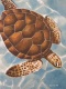 Title: Sea Turtle