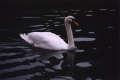 Title: Swan