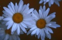 Title: Daisies
