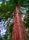 Title: Redwood Reaching