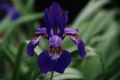 Title: Purple Iris