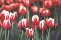 Title: Tulips