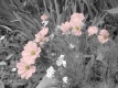 Title: Pink Flowers