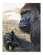 Title: Gorilla Portrait