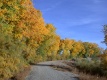 Title: Autumn Road