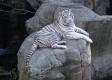 Title: White Tiger